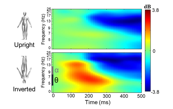 Time-frequency plots from a body inversion matching task in healthy controls